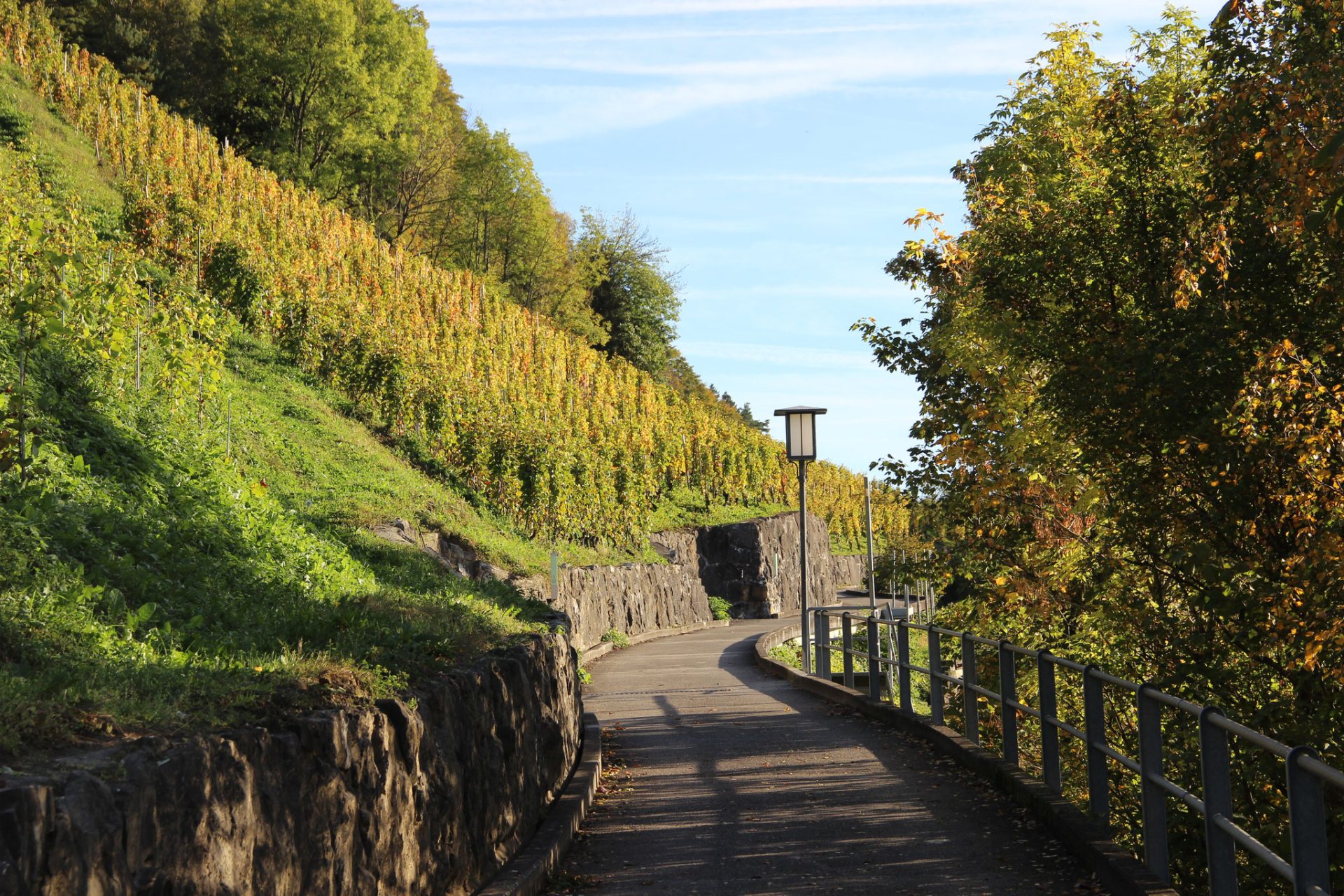Rebberge Haus des Weins Berneck